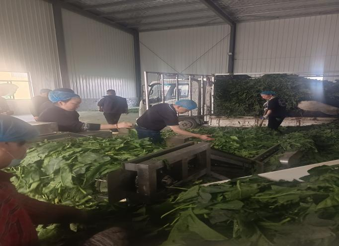 公司領導前往定陶區(qū)考察菠菜加工廠及種植基地